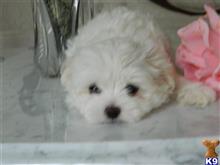 maltese puppy posted by Elegant Babies